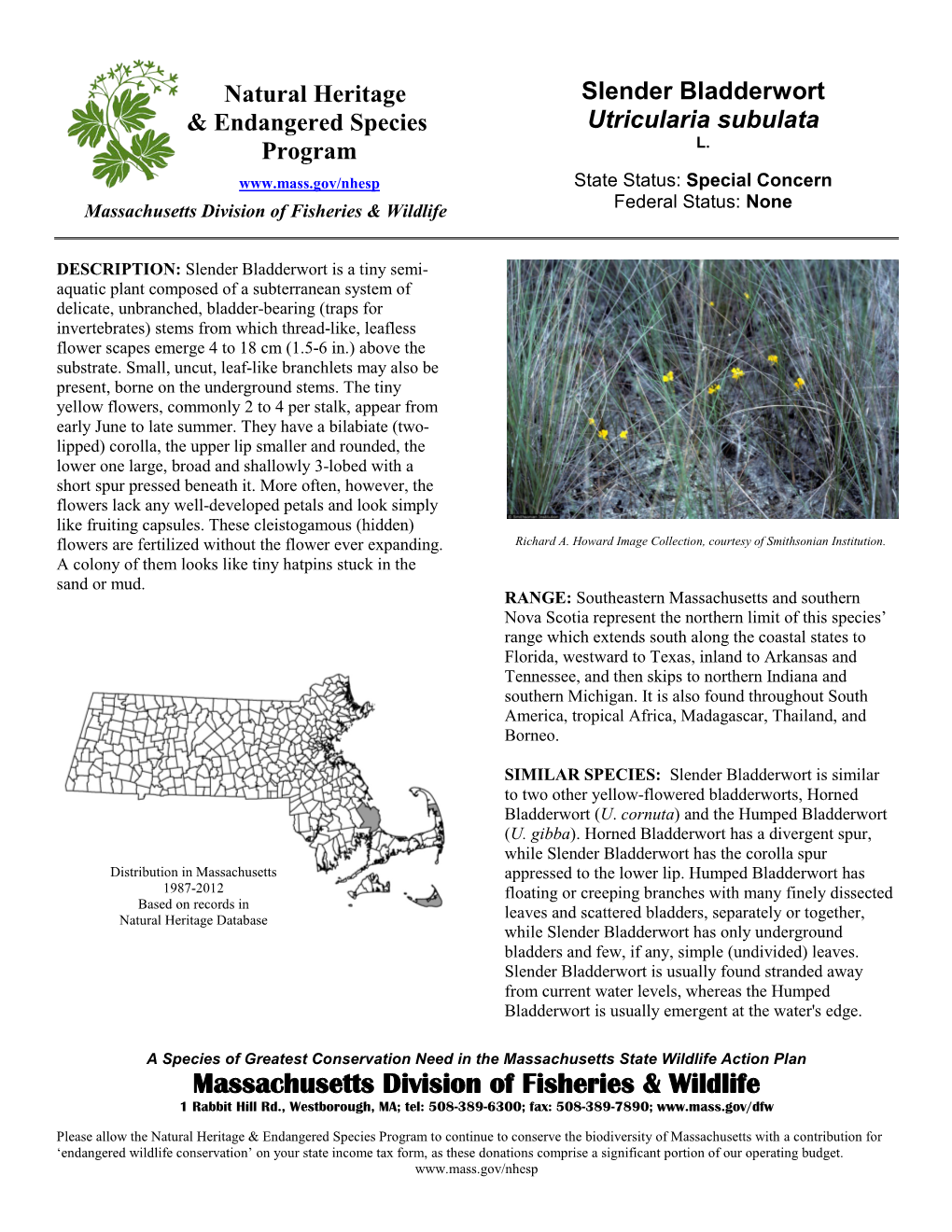Slender Bladderwort & Endangered Species Utricularia Subulata L