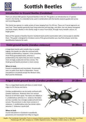 Scottish Beetles Introduction to Ground Beetles (Carabidae) There Are Almost 400 Species of Ground Beetles in the UK