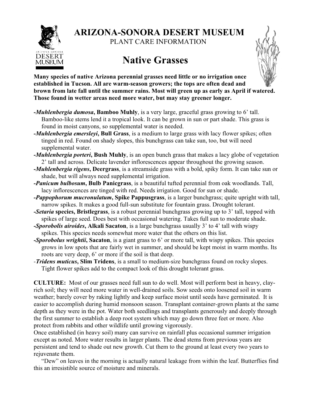 Native Grasses