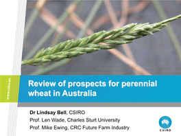 Review of Prospects for Perennial Wheat in Australia