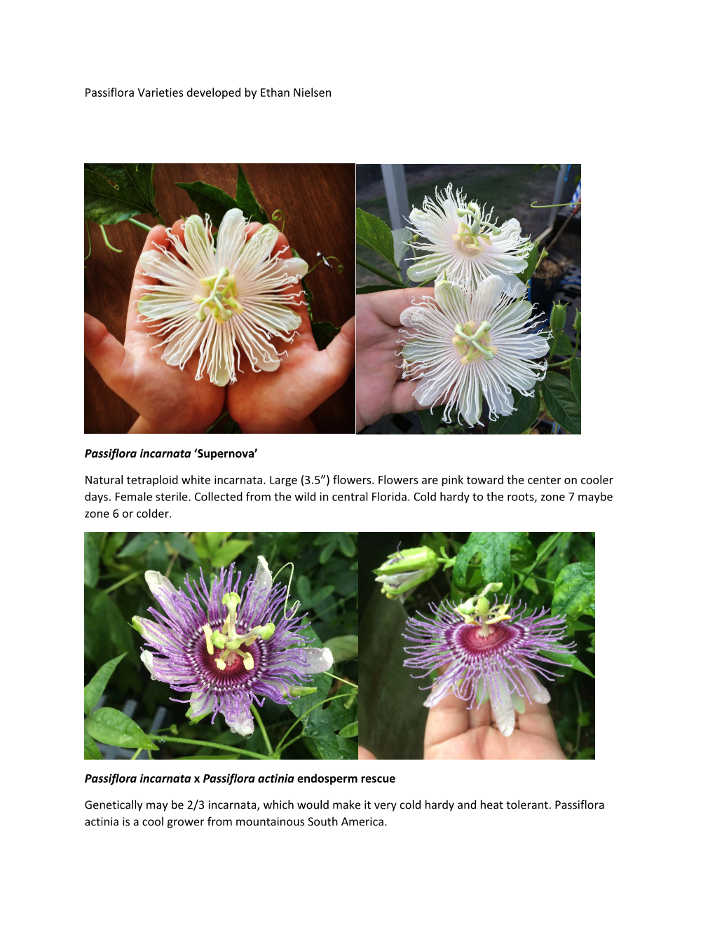 Passiflora Varieties Developed by Ethan Nielsen