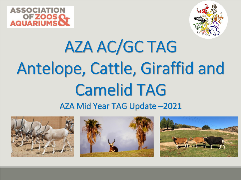 Antelope, Cattle, Giraffid, and Camelid (ACGC)