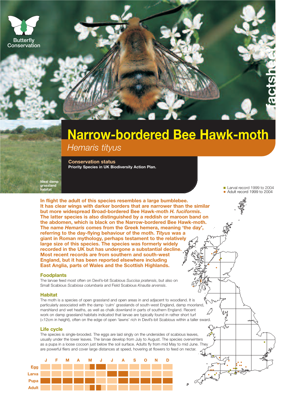 Narrow-Bordered Bee Hawk-Moth Hemaris Tityus