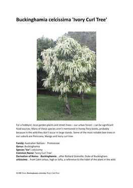 Buckinghamia Celcissima 'Ivory Curl Tree'