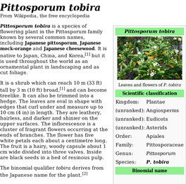 Pittosporum Tobira from Wikipedia, the Free Encyclopedia