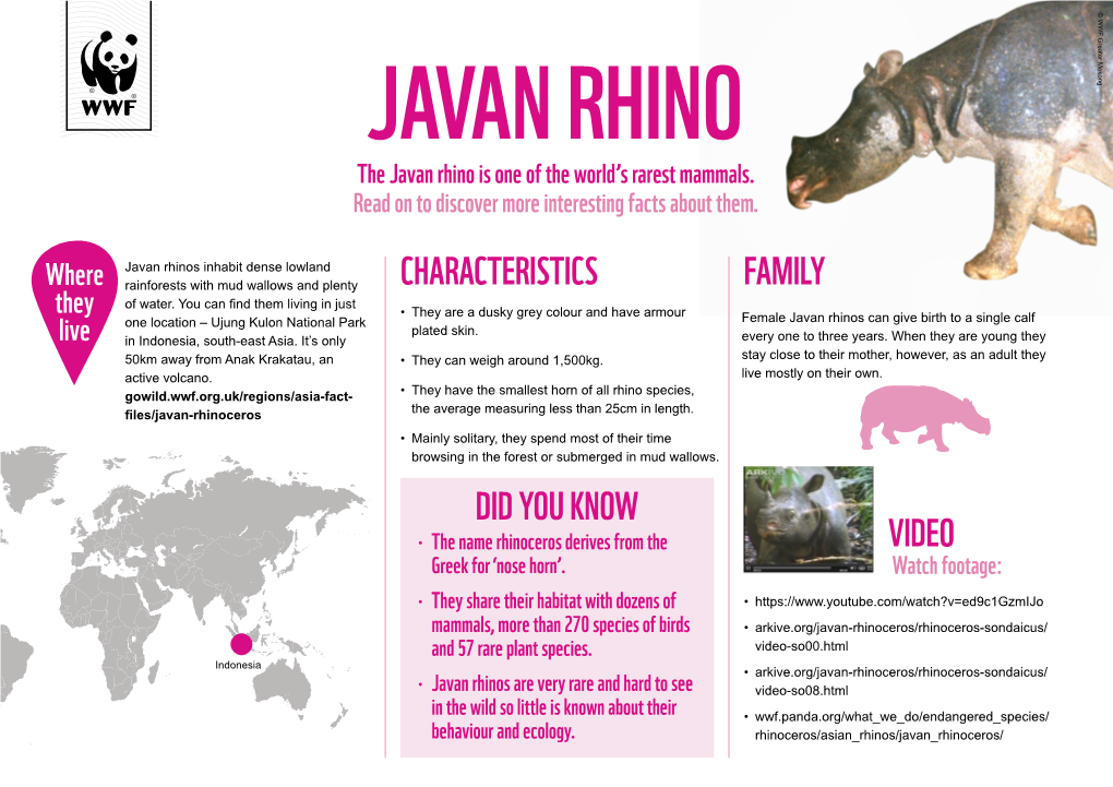 JAVAN RHINO the Javan Rhino Is One of the World’S Rarest Mammals