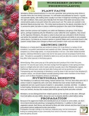 Wineberry (Rubus Phoenicolasius) Plant Facts Nutritional Benefits