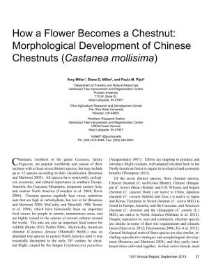 How a Flower Becomes a Chestnut: Morphological Development of Chinese Chestnuts (Castanea Mollisima)