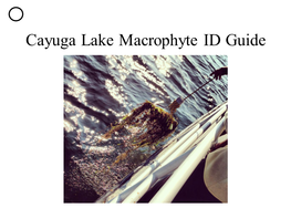 Cayuga Lake Macrophyte ID Guide Who We Are and What We Do