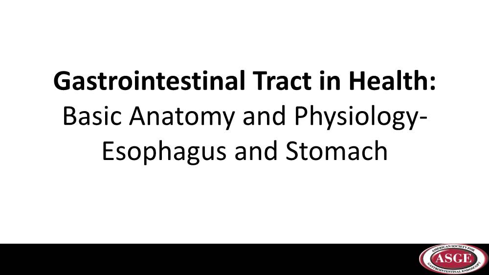 Gastrointestinal Tract in Health: Basic Anatomy and Physiology- Esophagus and Stomach Gastrointestinal Tract