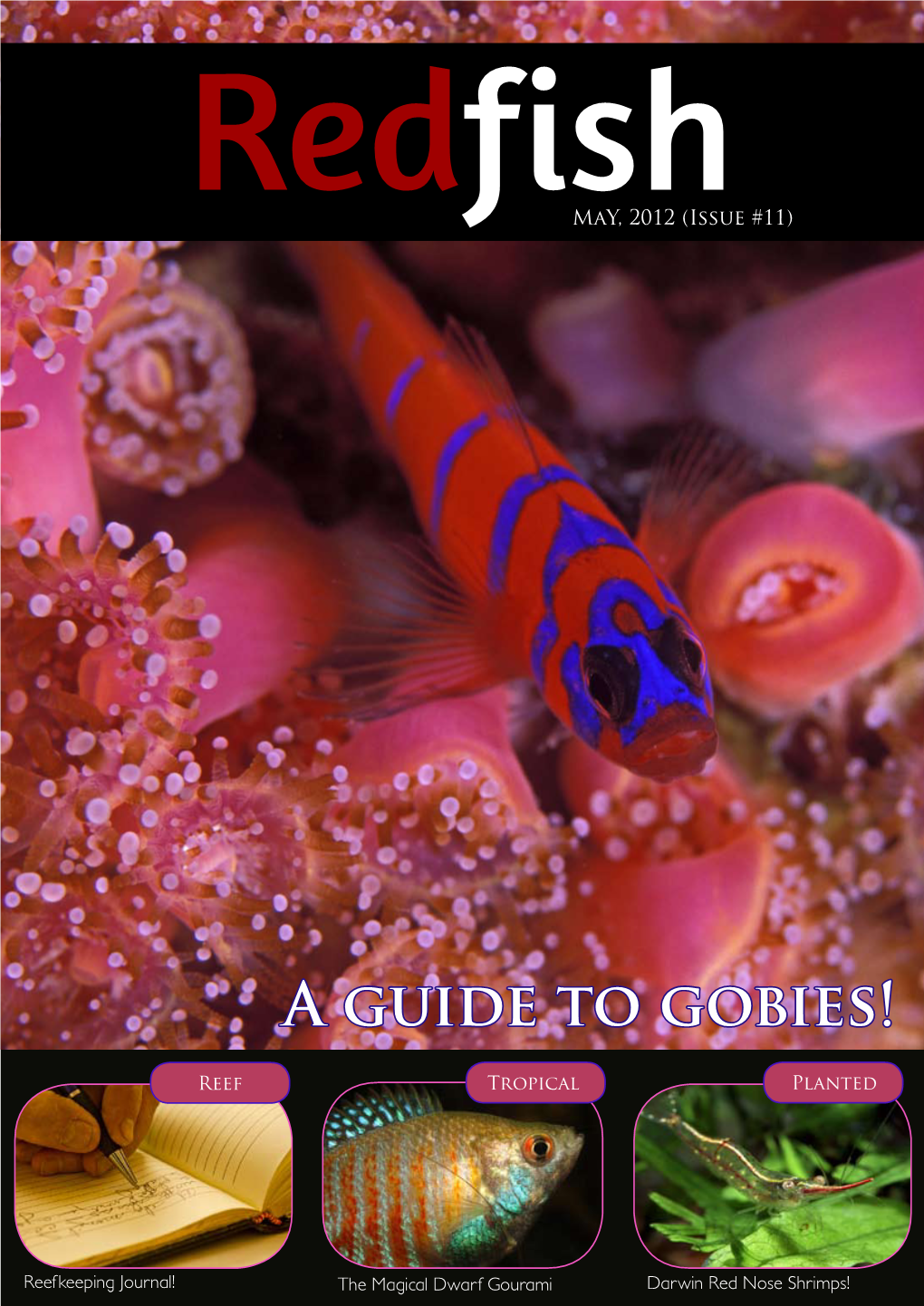 A Guide to Gobies!