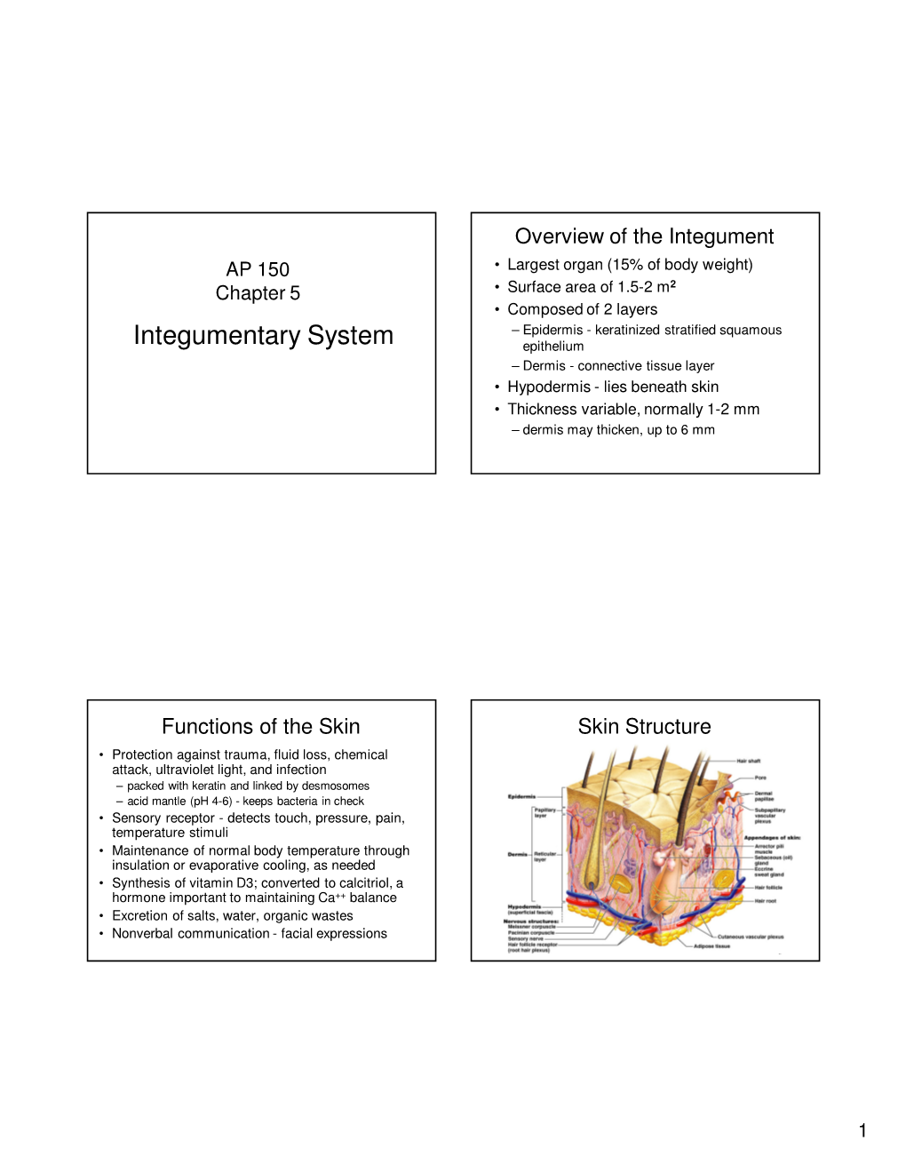 Integumentary System