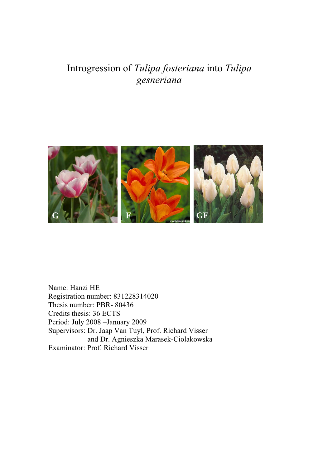 Introgression of Tulipa Fosteriana Into Tulipa Gesneriana