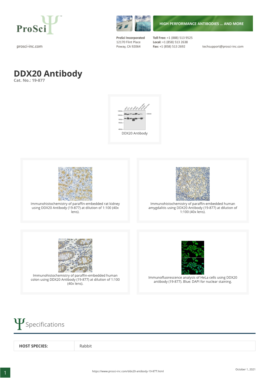 DDX20 Antibody Cat