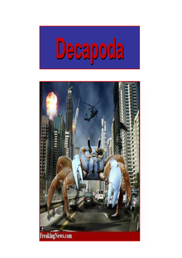 Decapodaecapoda DECAPODA