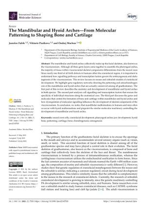 The Mandibular and Hyoid Arches—From Molecular Patterning to Shaping Bone and Cartilage