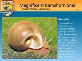 Magnificent Ramshorn Snail Conservation Candidate 2019