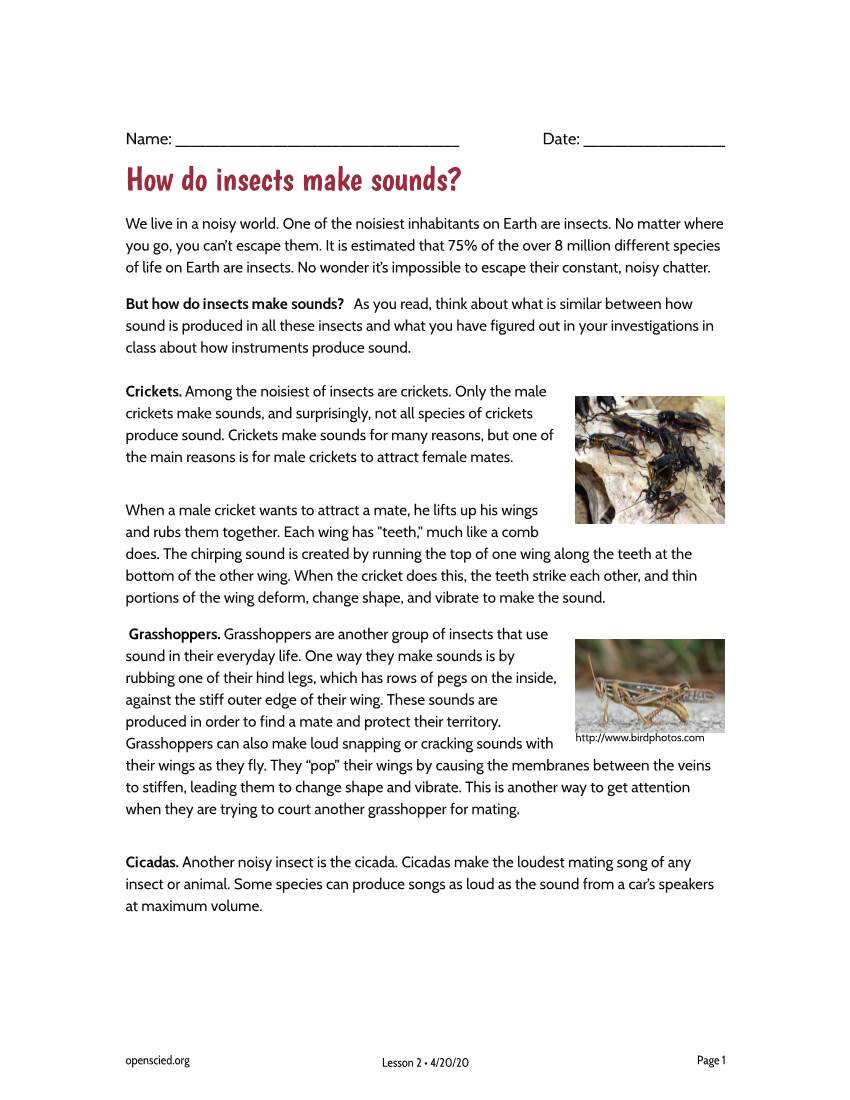 How Do Insects Make Sounds?
