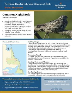 Common Nighthawk (Chordeiles Minor)