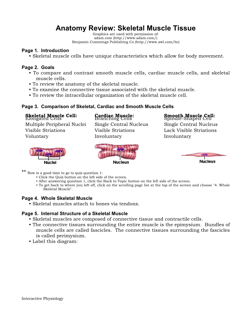 Anatomy Review: Skeletal Muscle Tissue