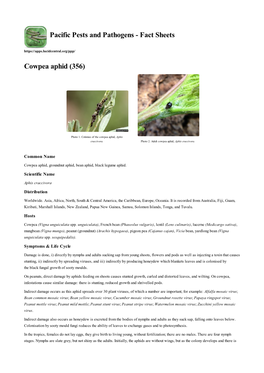 Cowpea Aphid (356)