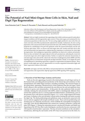 The Potential of Nail Mini-Organ Stem Cells in Skin, Nail and Digit Tips Regeneration