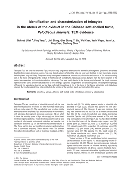 Identification and Characterization of Telocytes in the Uterus of the Oviduct