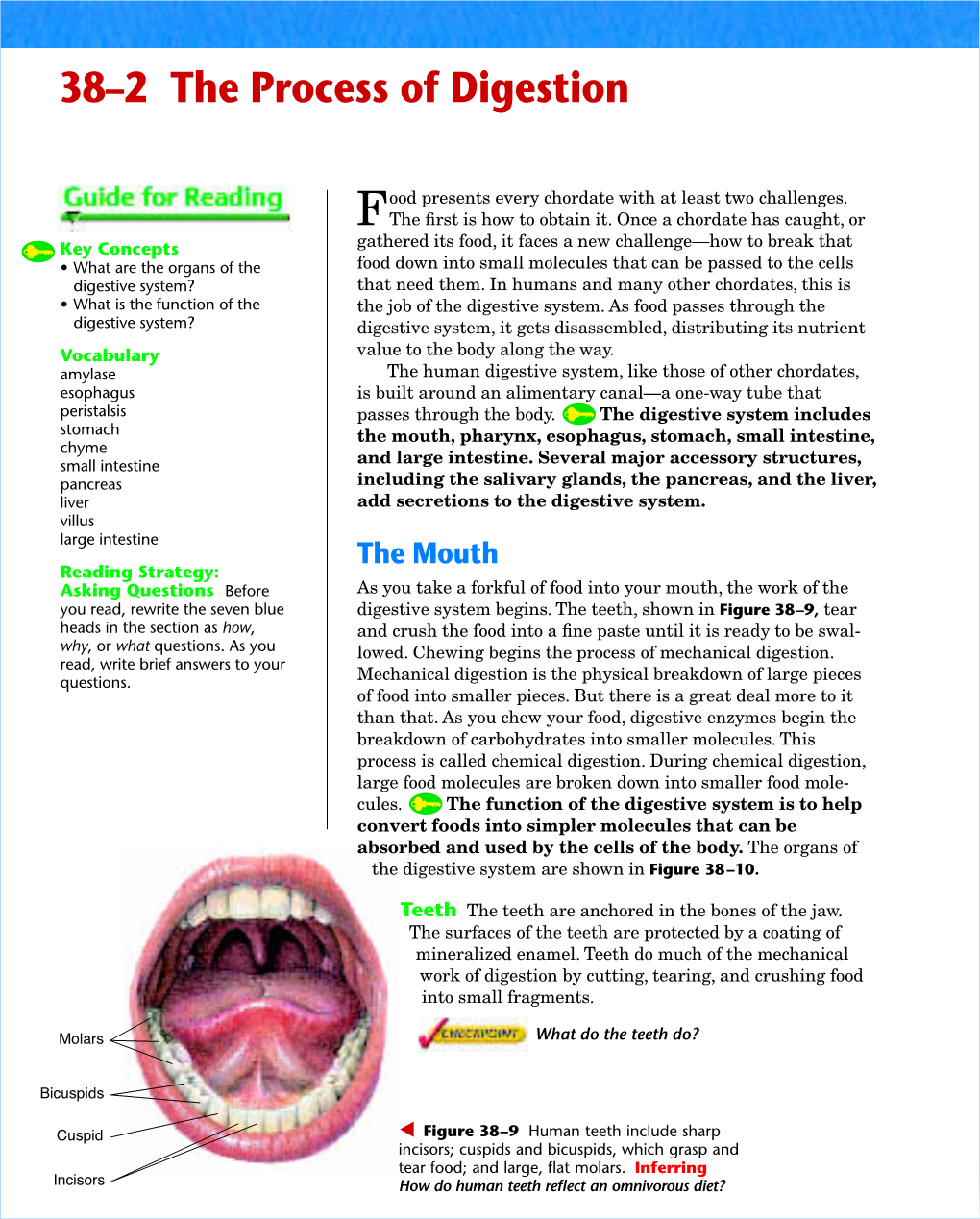 38–2 the Process of Digestion 1 FOCUS Objectives Ood Presents Every Chordate with at Least Two Challenges