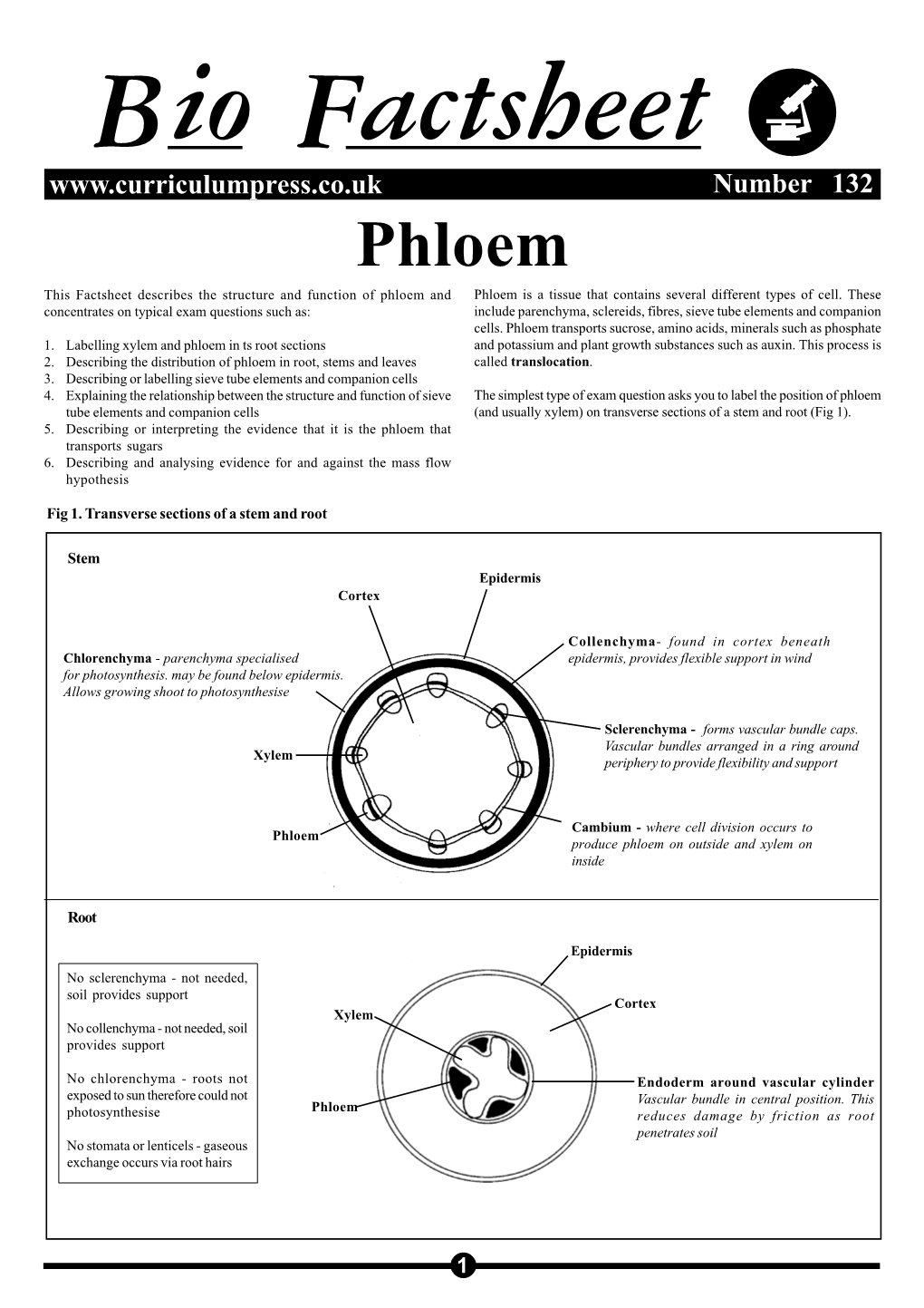 132 Phloem.P65