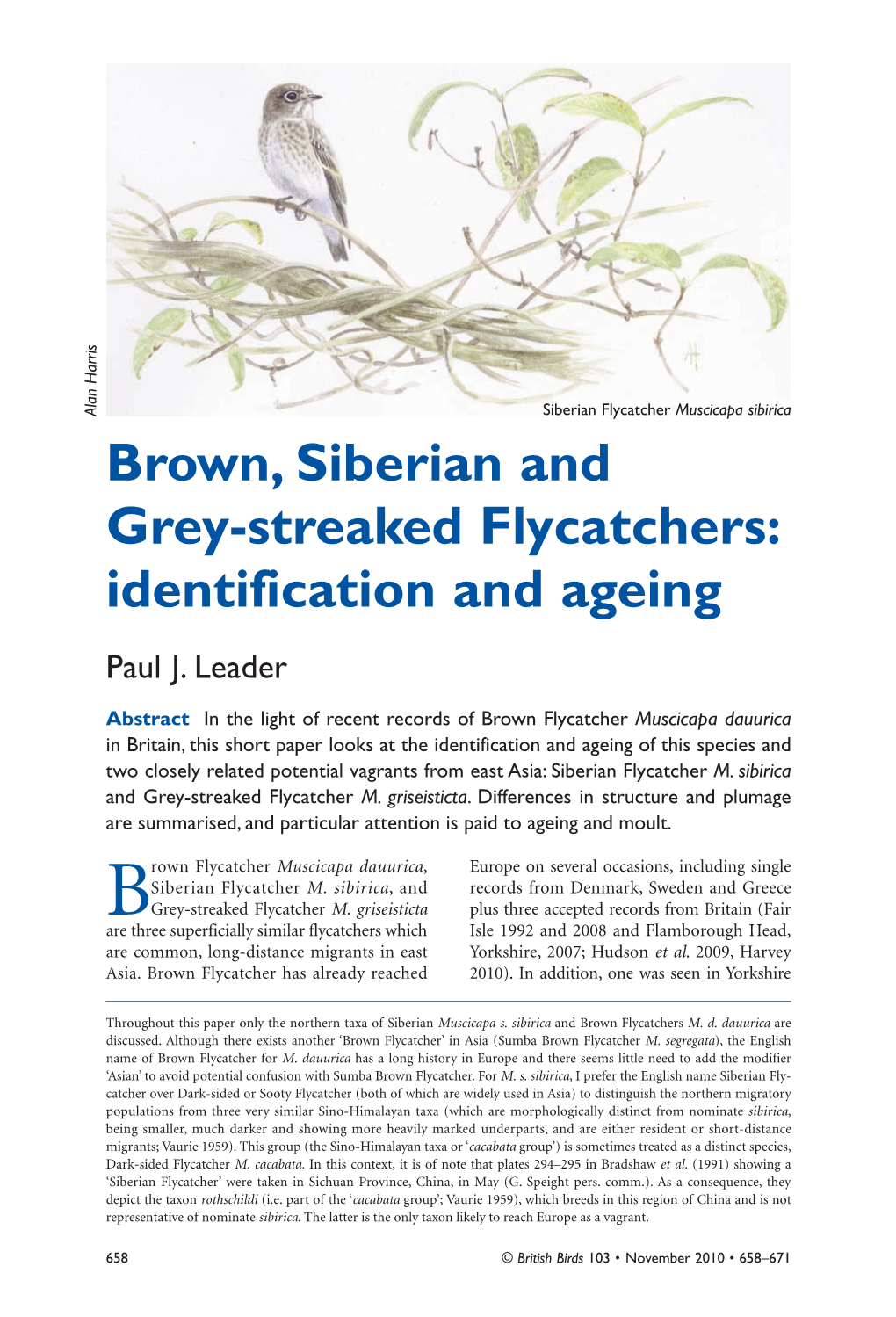 Brown, Siberian and Grey-Streaked Flycatchers: Identification and Ageing Paul J