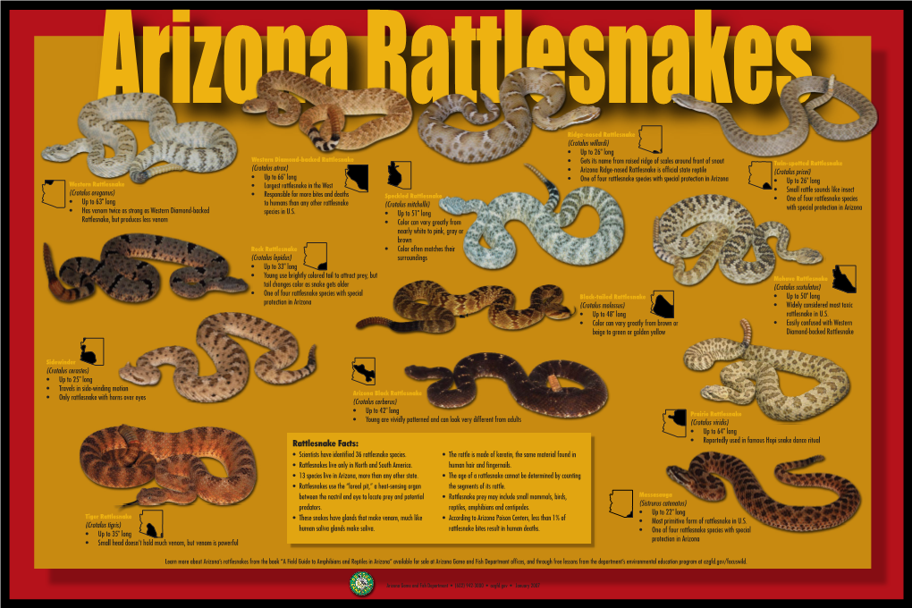Rattlesnake Facts: • Reportedly Used in Famous Hopi Snake Dance Ritual • Scientists Have Identiﬁed 36 Rattlesnake Species
