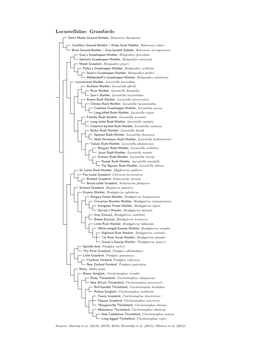 Locustellidae Species Tree