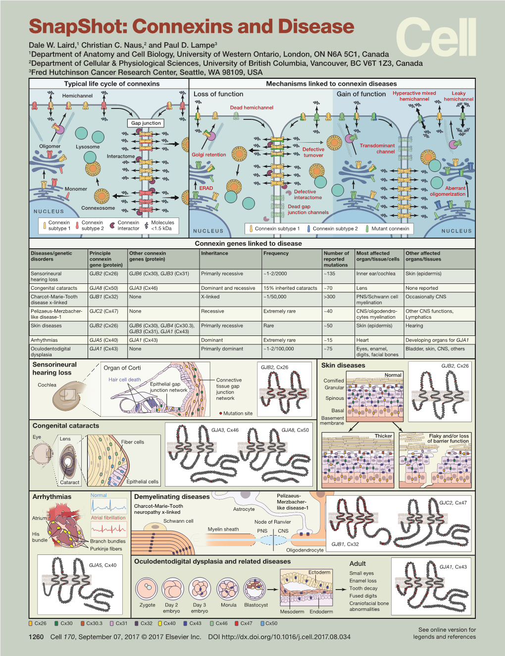 Snapshot: Connexins and Disease Dale W