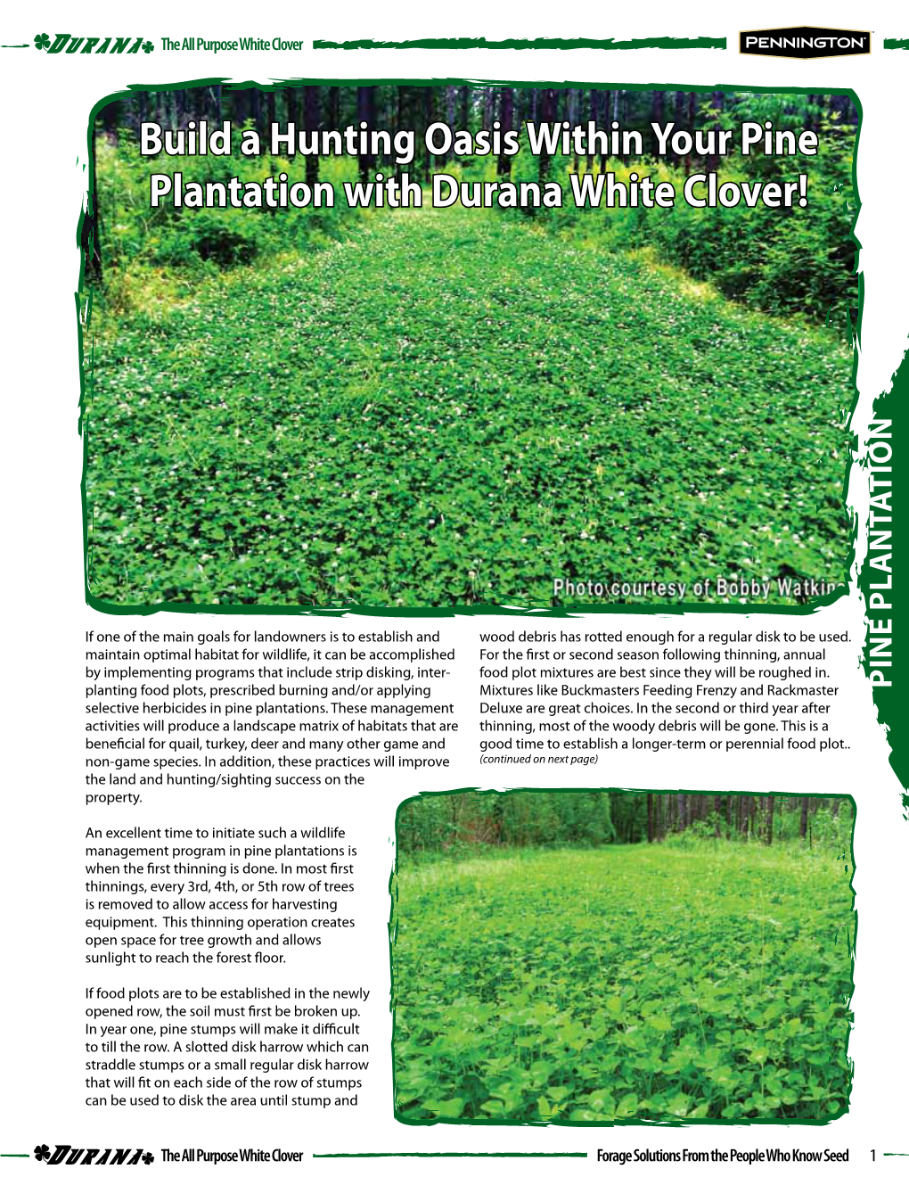 Build a Hunting Oasis Within Your Pine Plantation with Durana White Clover!