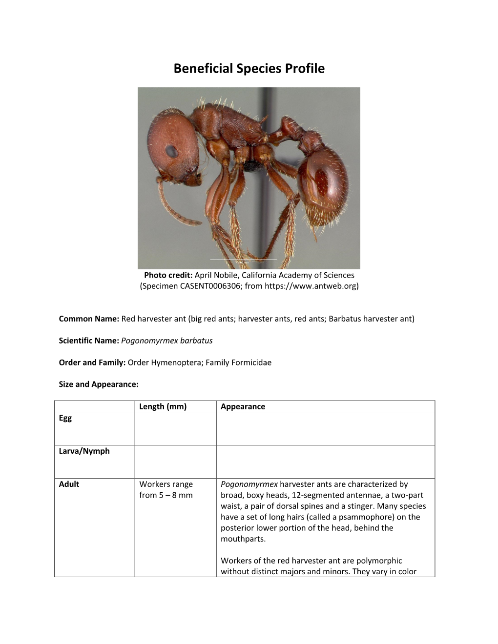 Red Harvester Ant (Big Red Ants; Harvester Ants, Red Ants; Barbatus Harvester Ant)