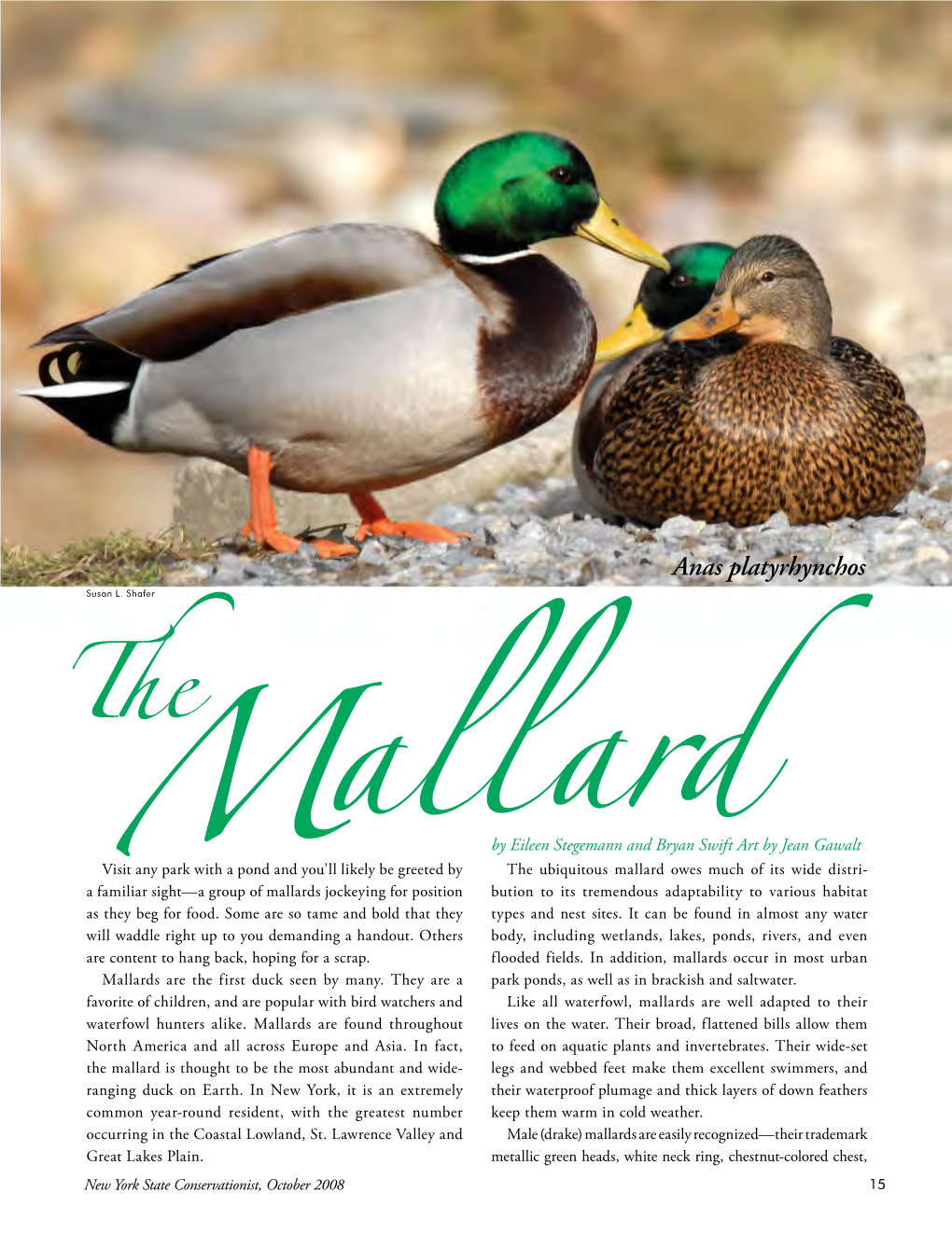 The Mallard Is Thought to Be the Most Abundant and Wide- Legs and Webbed Feet Make Them Excellent Swimmers, and Ranging Duck on Earth