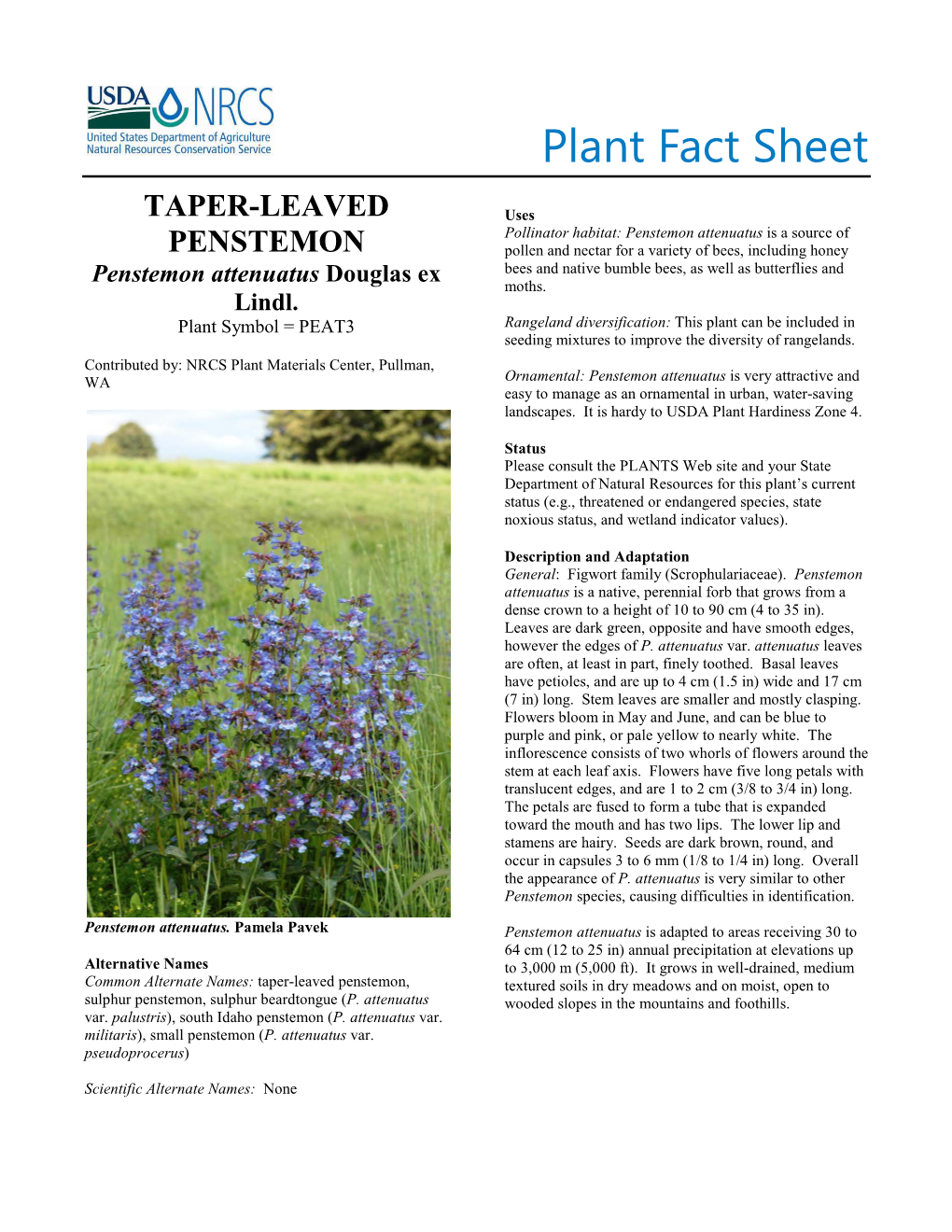 Plant Fact Sheet for Taper-Leaved Penstemon