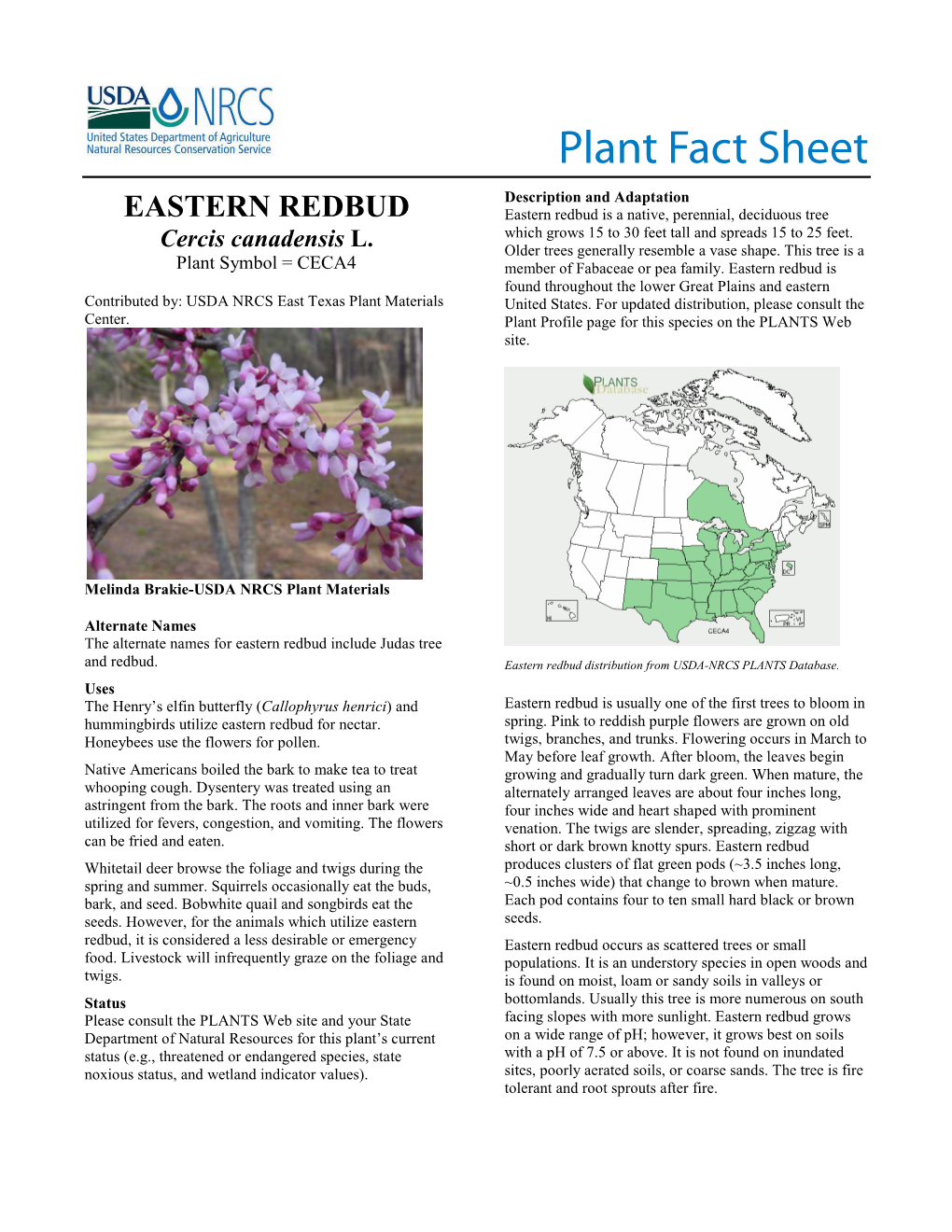 Eastern Redbud (Cercis Canadensis) Plant Fact Sheet