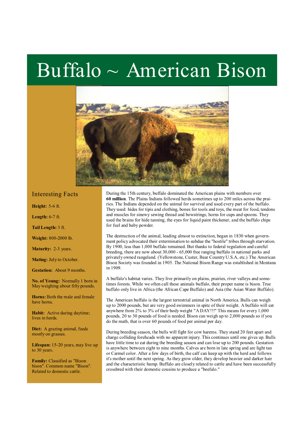 Buffalo ~ American Bison