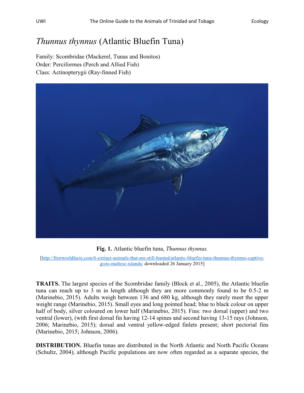 Atlantic Bluefin Tuna)