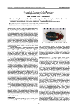 Nueva Cita De Necrobia Ruficollis (Coleoptera, Cleridae) Para Sevilla (Andalucía, España)