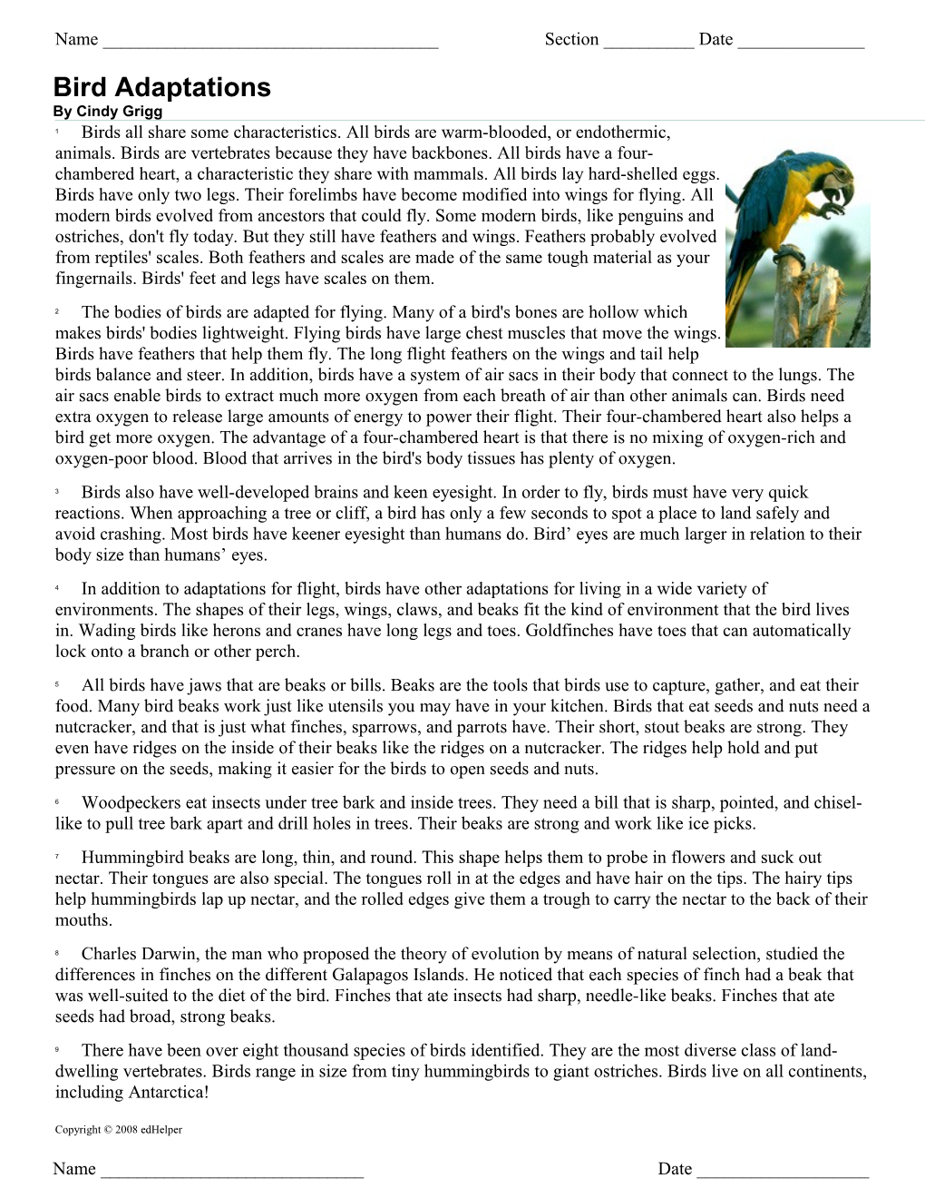 Bird Adaptations- Questions