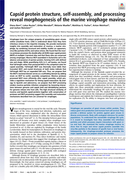 Capsid Protein Structure, Self-Assembly, and Processing Reveal Morphogenesis of the Marine Virophage Mavirus