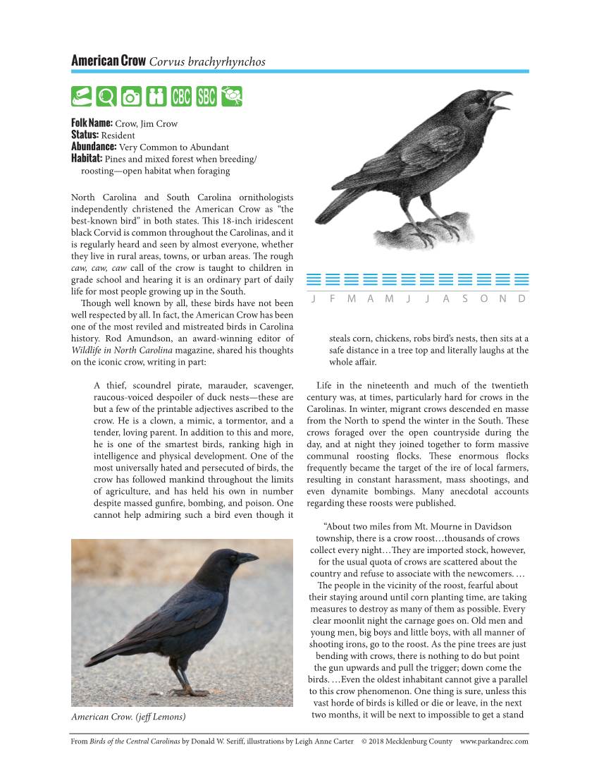 American Crow Corvus Brachyrhynchos