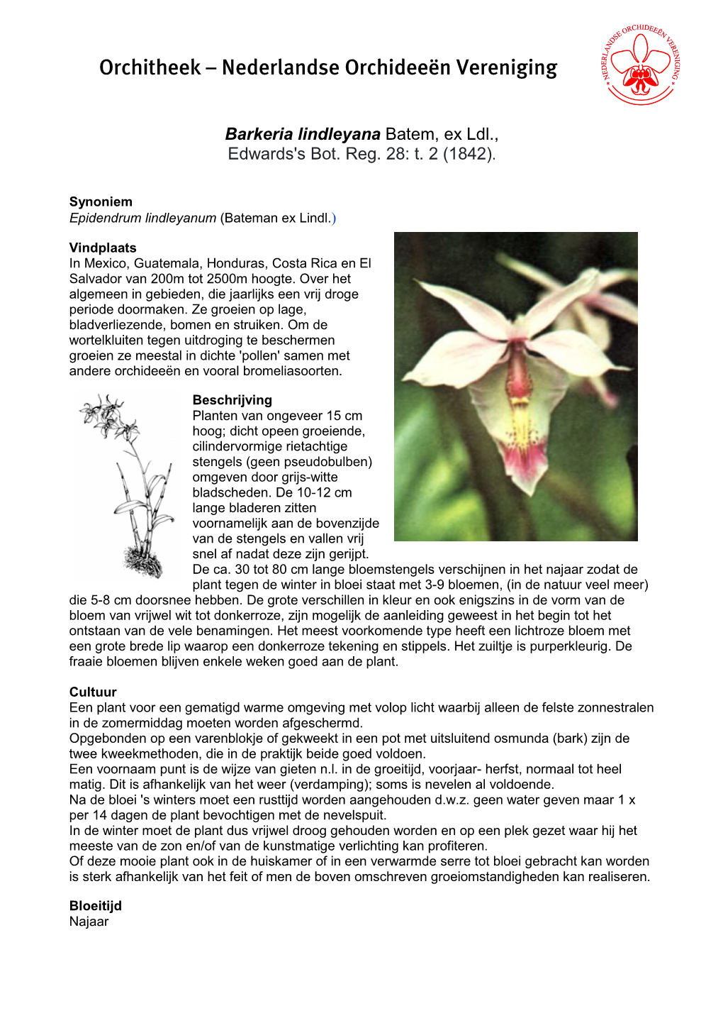 Barkeria Lindleyana Batem, Ex Ldl., Edwards's Bot