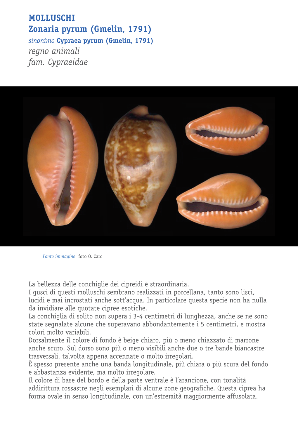 Molluschi Zonaria Pyrum (Gmelin, 1791) Sinonimo Cypraea Pyrum (Gmelin, 1791) Regno Animali Fam