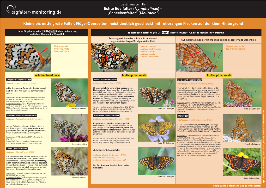 „Scheckenfalter“ (Melitaeini) Kleine Bis Mittelgroße Falter, Flügel