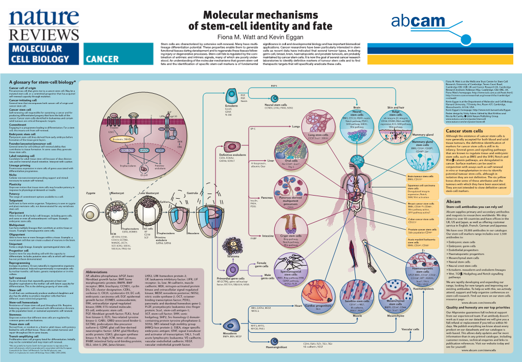 Molecular Mechanisms of Stem-Cell Identity and Fate Fiona M