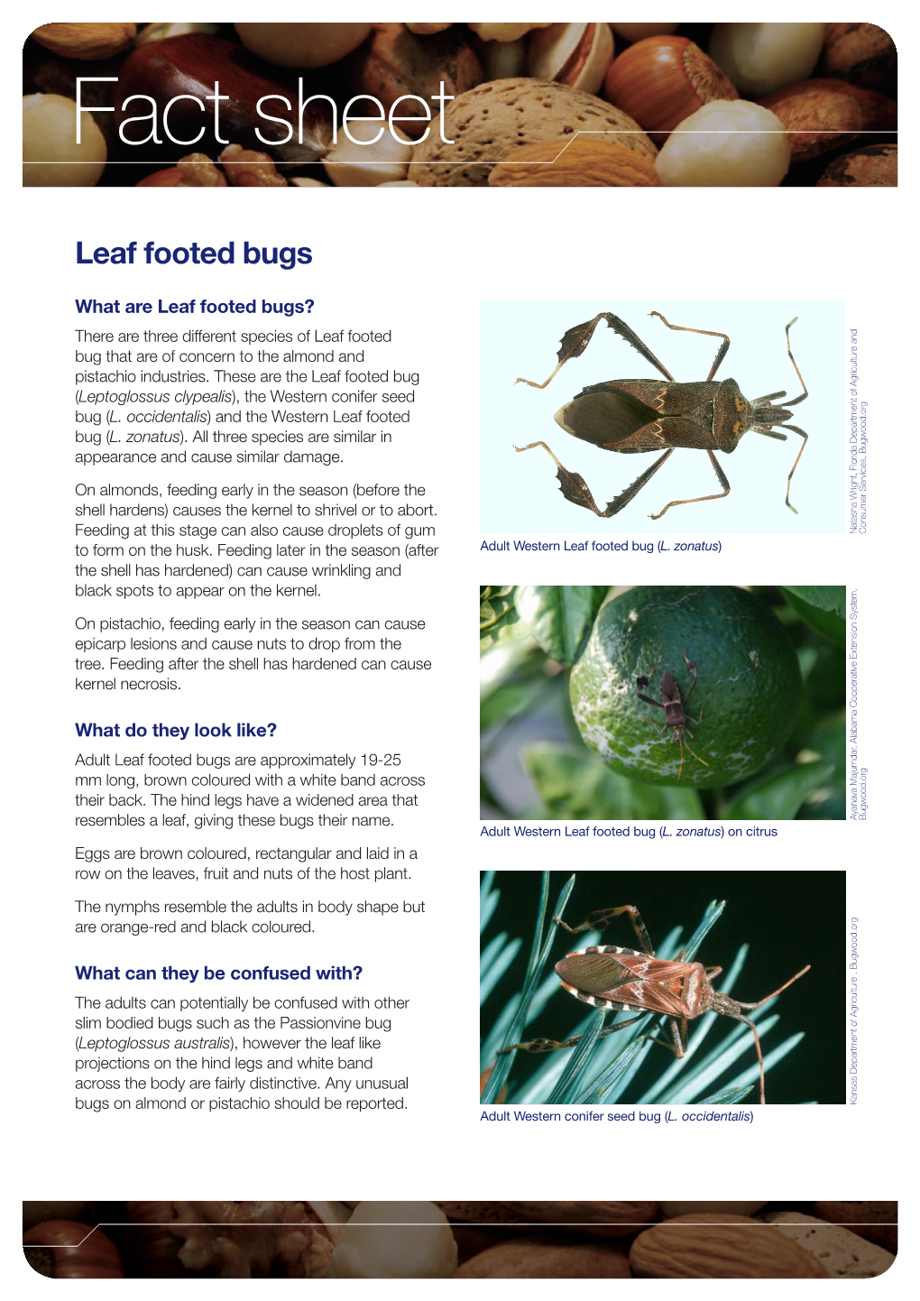 Leaf Footed Bugs FS