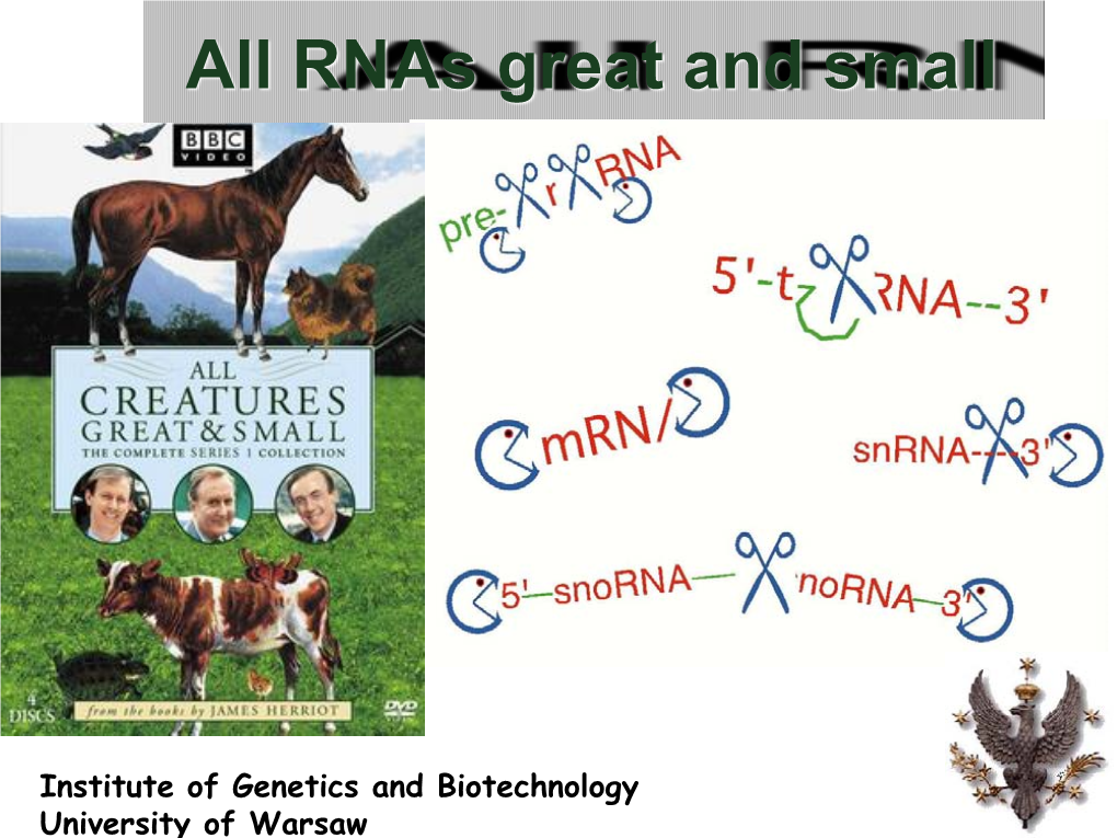 CO-TRANSCRIPTIONAL PROCESSES: Pol II CTD